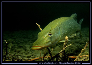 Face to face with my favorite Fresh Water Friend : Mister... by Michel Lonfat 